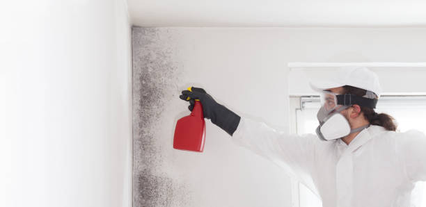 Certified Mold Removal in Bayport, MN